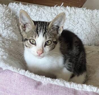Dopey -  Tabby Cat Available for Adoption in San Juan Capistrano, California - Dopey | PetCurious