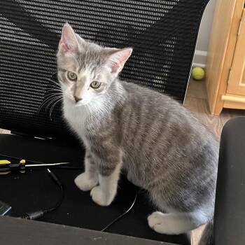 Mayo -  Domestic Short Hair Cat for Adoption in Cumming, Georgia - Mayo | PetCurious