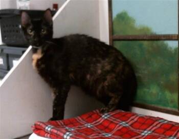 COFFEE -  Domestic Short Hair Cat for Adoption in Houston, Texas - COFFEE | PetCurious