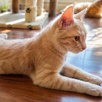 Jackson -  Domestic Short Hair Cat for Adoption in Waldorf, Maryland - Jackson | PetCurious