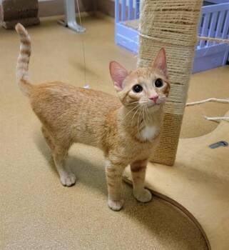 KOI -  Domestic Short Hair Cat for Adoption in St. Peters, Missouri - KOI | PetCurious