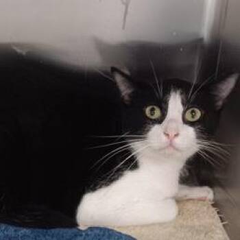 Domestic Short Hair Cats Available for Adoption - Milky | PetCurious