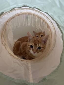 Rescue Domestic Short Hair Cats for Adoption in Mokena, Illinois - Weasley & Ron | PetCurious