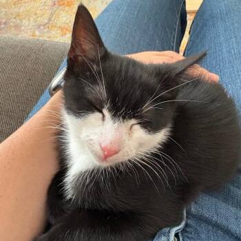 Tracer -  Domestic Medium Hair Cat for Adoption in Philadelphia, Pennsylvania - Tracer | PetCurious