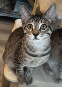 Marigold -  Domestic Short Hair Cat for Adoption in Seal Beach, California - Marigold | PetCurious