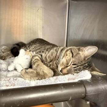 Hawk -  Domestic Short Hair Cat for Adoption in Braintree, Massachusetts - Hawk | PetCurious