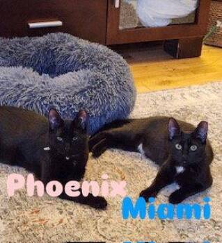 Domestic Short Hair Cats Available for Adoption in Hazlet, New Jersey - Phoenix | PetCurious