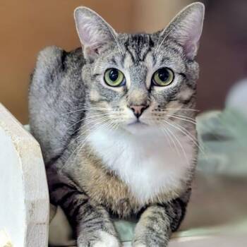 FELIZA -  Domestic Short Hair Cat for Adoption in Delhi, Ontario - FELIZA | PetCurious