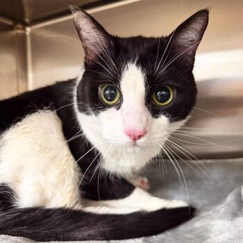 Dollar Bill -  Domestic Short Hair Cat for Adoption in Las Vegas, Nevada - Dollar Bill | PetCurious
