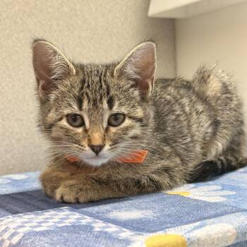 Domestic Short Hair Cats Available for Adoption in Hailey, Idaho - Koko | PetCurious