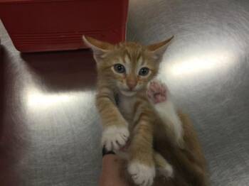 A1937859 -  Domestic Short Hair Cat for Adoption in Thousand Palms, California - A1937859 | PetCurious