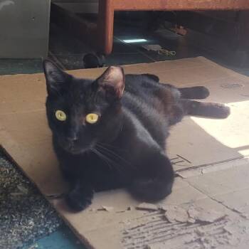 Bella -  Domestic Short Hair Cat for Adoption in Baltimore, Maryland - Bella | PetCurious