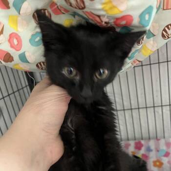 Domestic Short Hair Cats Available for Adoption - Reggie | PetCurious