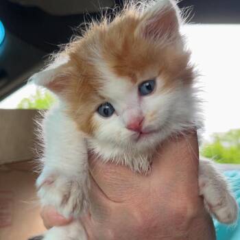 Domestic Long Hair and Maine Coon Cats Available for Adoption in West Plains, Missouri - None | PetCurious