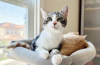 Tabby Cats Available for Adoption in Alameda, California - Reindeer | PetCurious