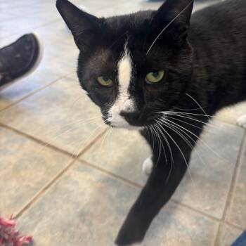 Rescue Domestic Short Hair Cats for Adoption in Milan, Pennsylvania - Hungry Hippo | PetCurious