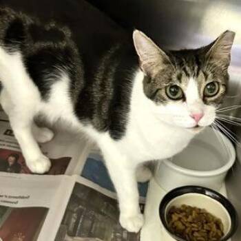 Fred -  Domestic Short Hair Cat for Adoption - Fred | PetCurious