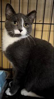 Rescue American Shorthair Cats for Adoption in Evans City, Pennsylvania - Sofia | PetCurious