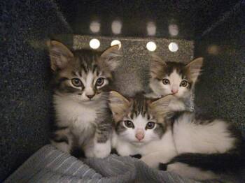 MJ -  Domestic Medium Hair Cat for Adoption in Tustin, California - MJ | PetCurious