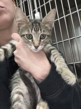 Domestic Short Hair Cats Available for Adoption in West Chester, Pennsylvania - Hydra | PetCurious
