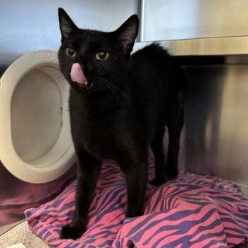 Persephone -  Domestic Short Hair Cat for Adoption in Richmond, Virginia - Persephone | PetCurious