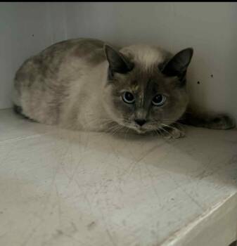 Siamese Cats Available for Adoption - Alba | PetCurious