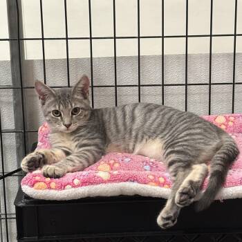 Palmer -  Domestic Short Hair Cat for Adoption in Columbus, Ohio - Palmer | PetCurious