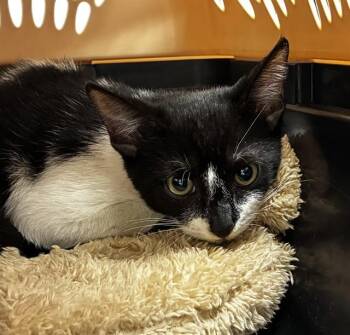 A2480644 -  Domestic Short Hair Cat for Adoption in Fort Lauderdale, Florida - A2480644 | PetCurious