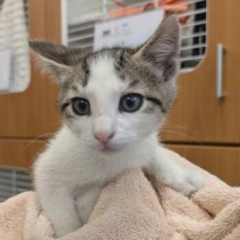 Storm* -  Domestic Short Hair Cat Available for Adoption in Voorhees Township, New Jersey - Storm* | PetCurious