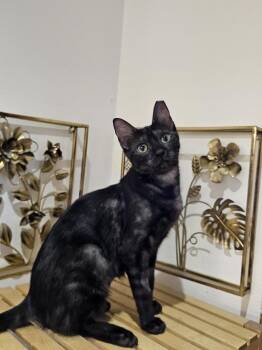 Esme -  Domestic Short Hair Cat for Adoption in Lunenburg, Massachusetts - Esme | PetCurious