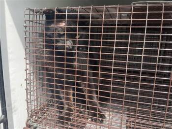 Domestic Short Hair Cats Available for Adoption in Houston, Texas - A654605 | PetCurious