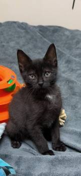 Goose Jr (bobbed tail) -  Domestic Short Hair Cat for Adoption in Walled Lake, Michigan - Goose Jr (bobbed Tail) | PetCurious