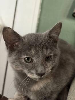 Susan -  Domestic Short Hair Cat for Adoption in Lafayette, Indiana - Susan | PetCurious