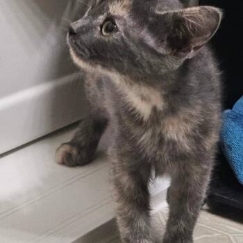 Zippity -  Domestic Short Hair Cat for Adoption in Rochester, Minnesota - Zippity | PetCurious