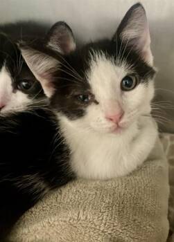 FERRIS WHEEL -  Domestic Short Hair Cat for Adoption in Fort Walton Beach, Florida - FERRIS WHEEL | PetCurious