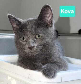 Kova, (siblings are Kane, Messi, Ronaldo, Beckham & Haaland -  Domestic Short Hair Cat for Adoption in Brighton, Michigan - Kova, (siblings Are Kane, Messi, Ronaldo, Beckham & Haaland | PetCurious