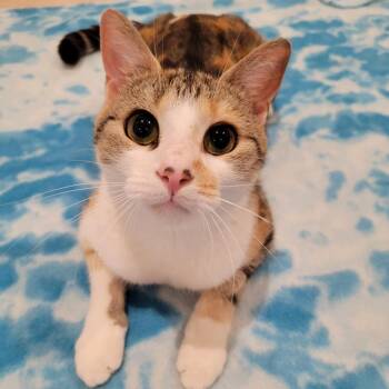 Lemonade -  Domestic Short Hair Cat for Adoption in Fredericksburg, Virginia - Lemonade | PetCurious
