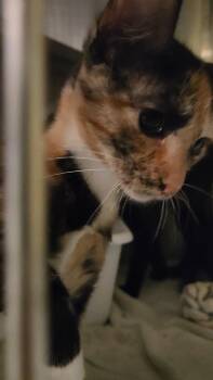 Taquita -  Domestic Short Hair Cat for Adoption in Charleston, South Carolina - Taquita | PetCurious