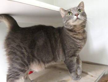 ANGEL -  Domestic Short Hair Cat for Adoption in Oklahoma City, Oklahoma - ANGEL | PetCurious