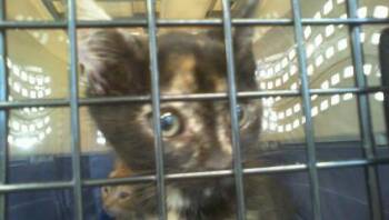 MEDUSA -  Domestic Short Hair Cat for Adoption in Charlotte, North Carolina - MEDUSA | PetCurious