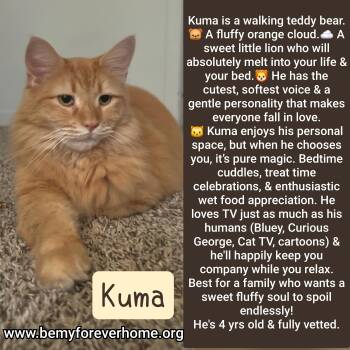 Domestic Long Hair Cats Available for Adoption in Plano, Texas - Kuma | PetCurious