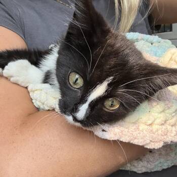 Little one -  Domestic Medium Hair Cat for Adoption in Oconto, Wisconsin - Little One | PetCurious