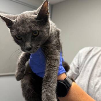Fig -  Domestic Short Hair Cat for Adoption in Concord, North Carolina - Fig | PetCurious