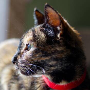 Hot Toddy -  Domestic Short Hair Cat for Adoption in Hot Springs, Arkansas - Hot Toddy | PetCurious