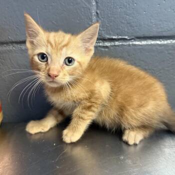Domestic Short Hair Cats Available for Adoption in Tuscaloosa, Alabama - TUSC-Stray-84565_2 | PetCurious