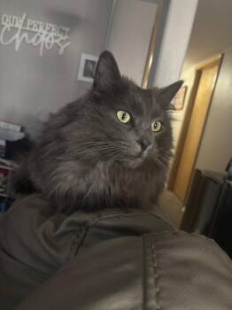 Domestic Long Hair Cats Available for Adoption in Colorado Springs, Colorado - Teddy Cat | PetCurious