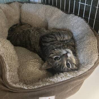 Domestic Short Hair Cats Available for Adoption in Port Richey, Florida - Bullfrog | PetCurious
