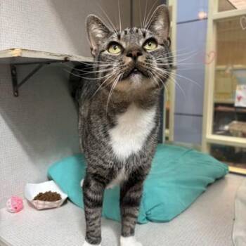 Catan -  Domestic Short Hair Cat for Adoption in Richmond, Virginia - Catan | PetCurious