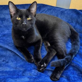 Matisse -  Domestic Short Hair Cat for Adoption in Eatontown, New Jersey - Matisse | PetCurious