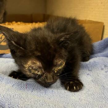 korra -  Domestic Short Hair Cat for Adoption in Yuma, Arizona - Korra | PetCurious